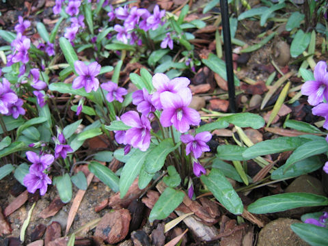 Viola mandsurica cv. Ebicha