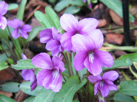 Viola mandsurica cv. Ebicha