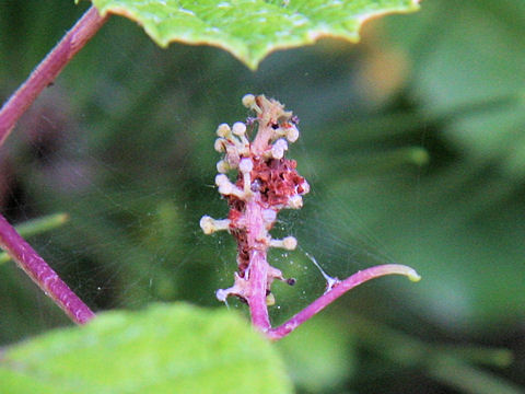 Vitis thunbergii