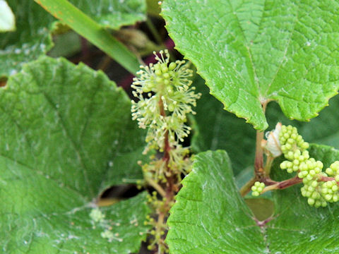 Vitis thunbergii