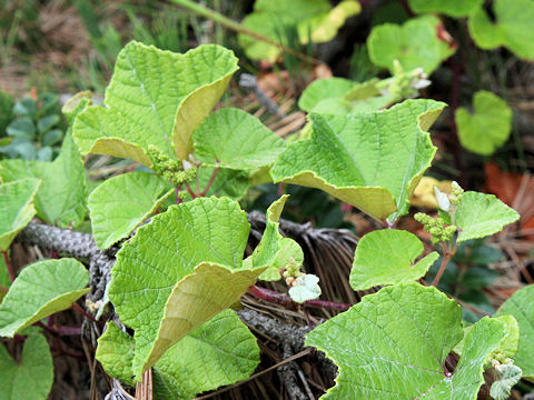 Vitis thunbergii