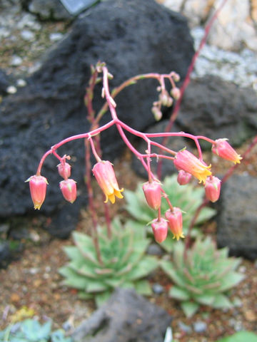 Echeveria agavoides cv.