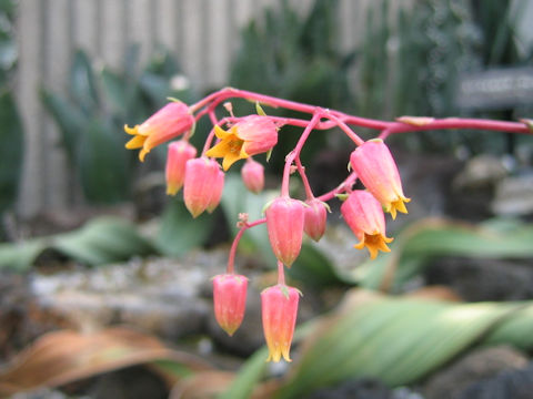 Echeveria agavoides cv.