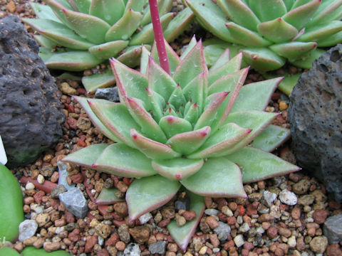 Echeveria agavoides cv.