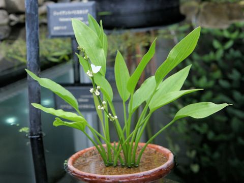 Echinodorus argentinensis