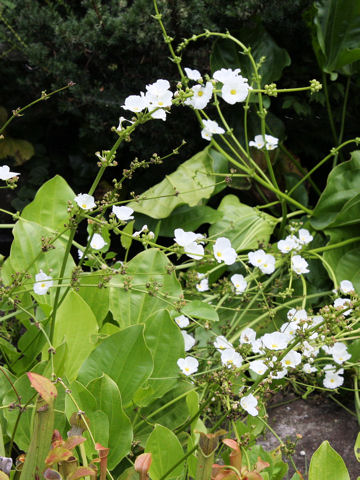 Echinodorus grandiflorus ssp. aureus