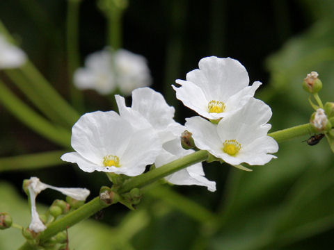 Echinodorus grandiflorus ssp. aureus