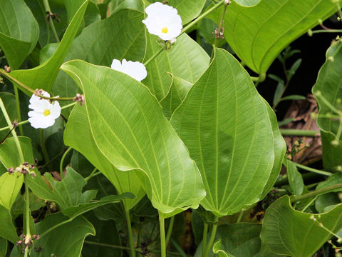 Echinodorus grandiflorus ssp. aureus