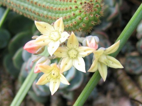 Echeveria derenbergii