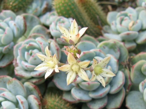 Echeveria derenbergii