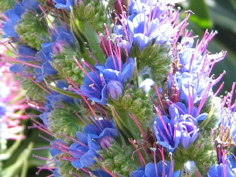 Echium candicans