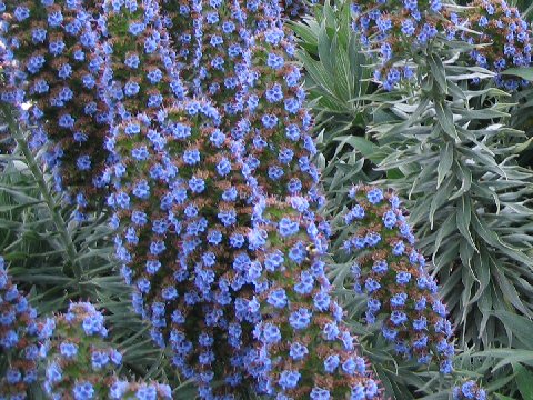 Echium candicans