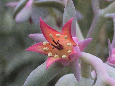 Echeveria carnicolor