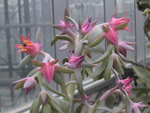 Echeveria carnicolor