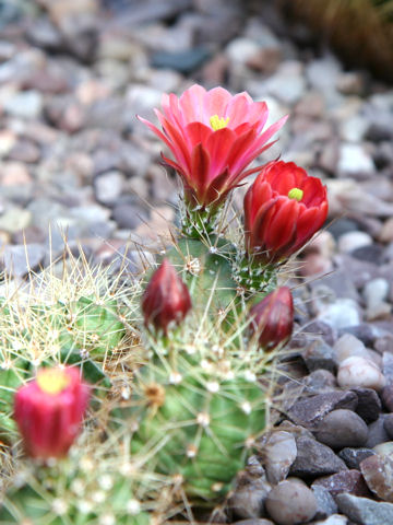 Echinocereus coccineus