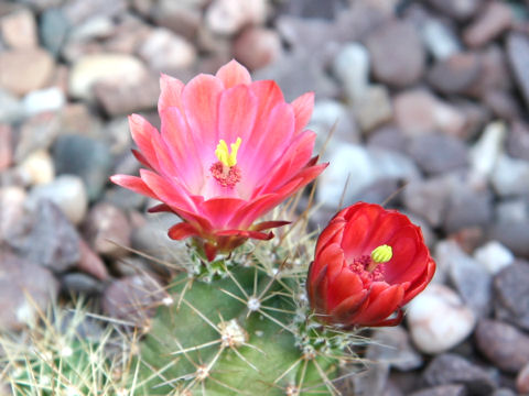 Echinocereus coccineus