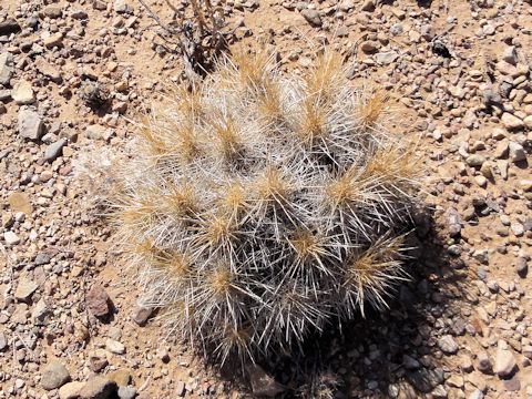 Echinocereus coccineus