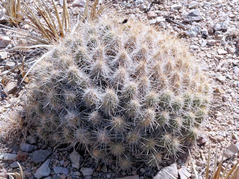 Echinocereus coccineus