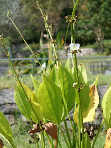 Echinodorus cordifolius