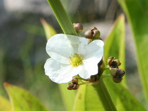 Echinodorus cordifolius