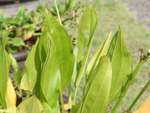 Echinodorus cordifolius