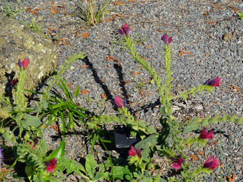 Echium creticum