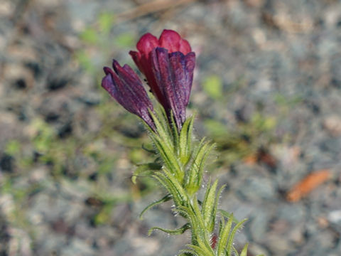 Echium creticum