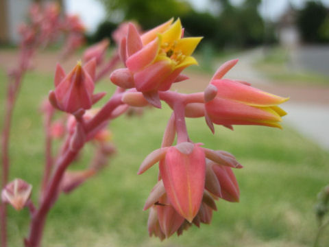 Echeveria sp.