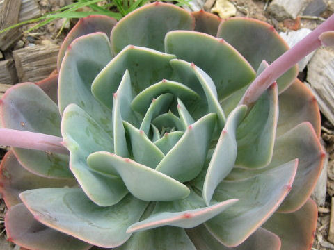 Echeveria sp.