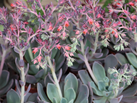 Echeveria sp.