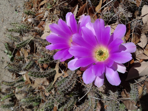 Echinocereus fasciculatus