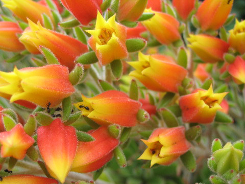 Echeveria harmsii