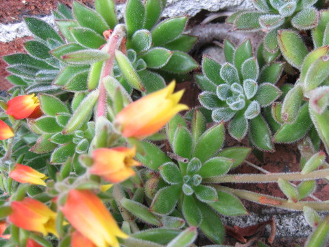 Echeveria harmsii