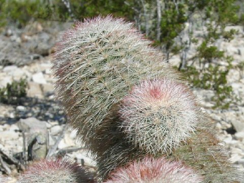 Echinocereus pectinatus var. neomexicanus