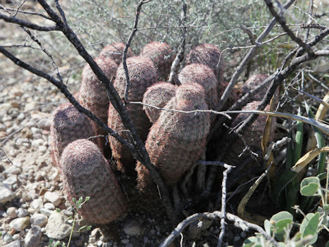 Echinocereus pectinatus var. neomexicanus
