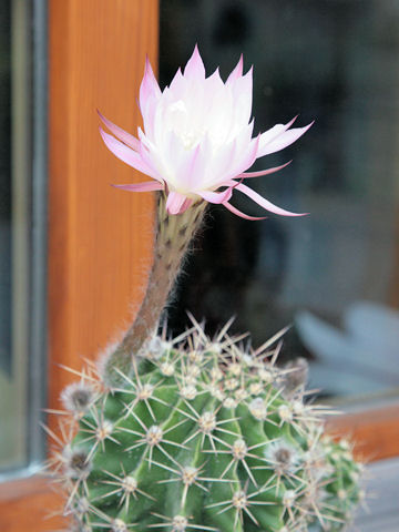 Echinopsis oxygona