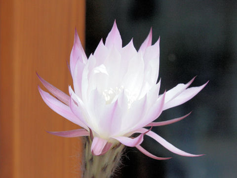 Echinopsis oxygona