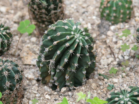 Echinopsis oxygona