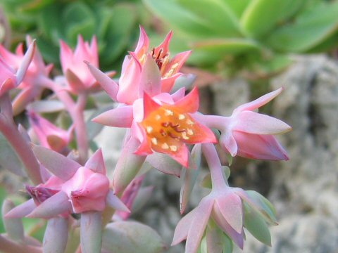 Echeveria pallida