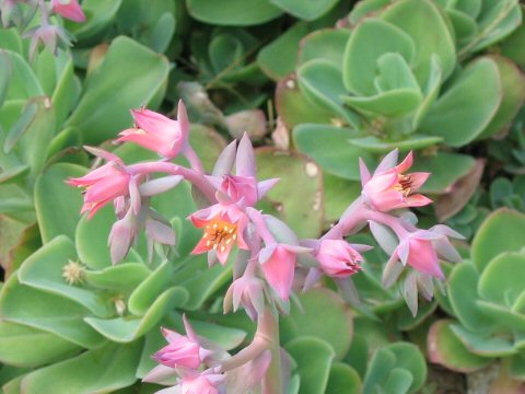 Echeveria pallida