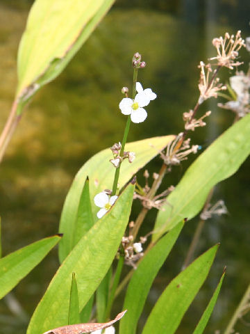 Echinodorus paniculatus