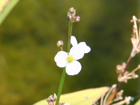 Echinodorus paniculatus