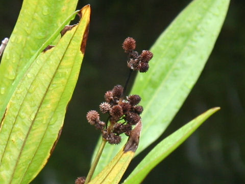 Echinodorus paniculatus