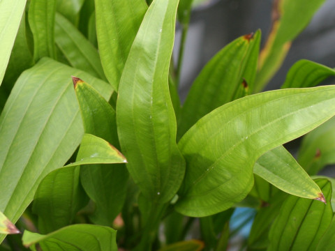 Echinodorus paniculatus