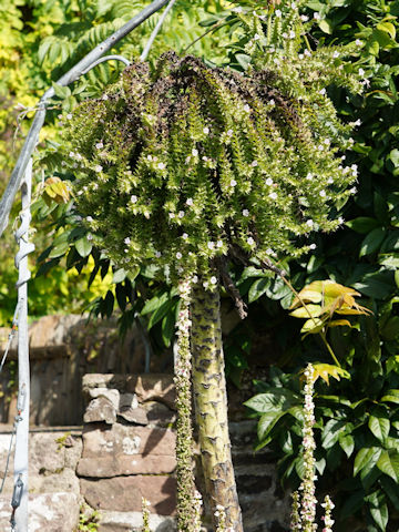 Echium pininana