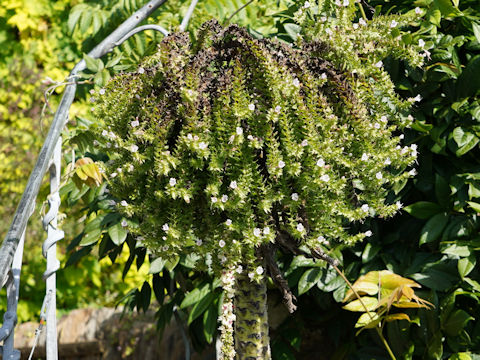 Echium pininana