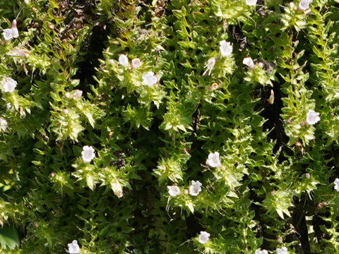 Echium pininana