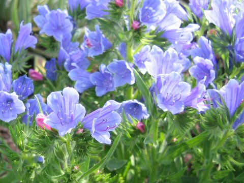 Echium plantagineum