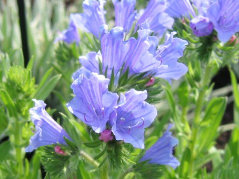 Echium plantagineum