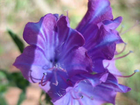 Echium plantagineum